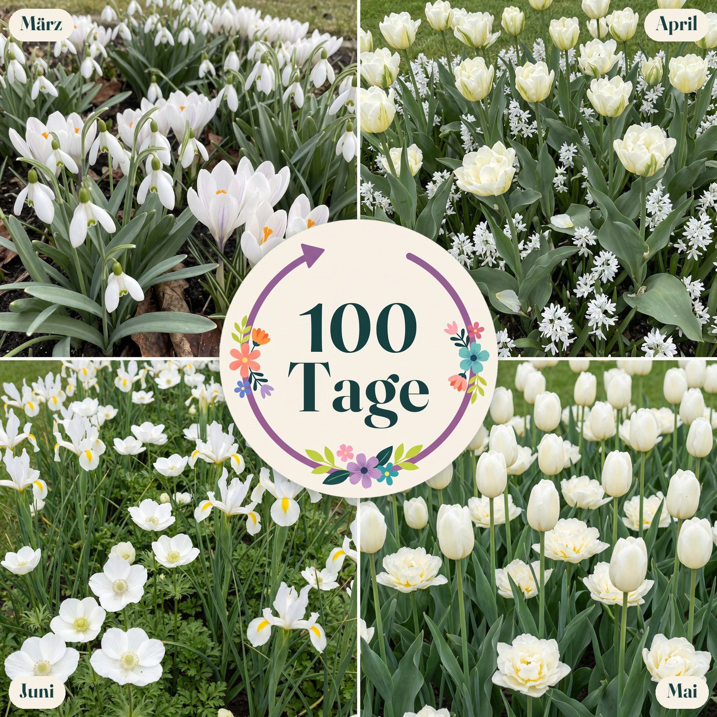 Fertigbeet '100 Tage – weiß' (1 m²)
